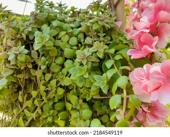 Miniature Peperomia Ground Cover Ivy Has A Life Span Of Several Years. Can Be Put In A Hanging Basket.