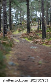 Miniature photo of a forested area near Paris with tilt-shift photography