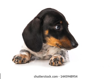 Miniature Piebald Dachshund Isolated On White Stock Photo Edit Now 1445948954