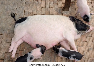 Miniature Pig Family  In A Ranch Farm