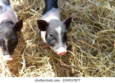 Miniature Pig On A Straw