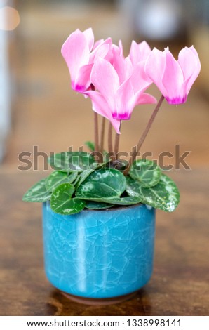 Miniature pink cyclamen flower in blue stoneware planter plant pot on a wooden tabletop indoors for home decor interior design spring gift