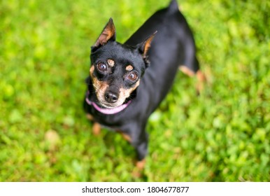 A Miniature Pinscher dog with cropped ears looking up at the camera with a head tilt