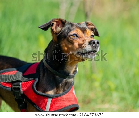 Miniature pinscher dog on a walk. Selective focus. Stock foto © 