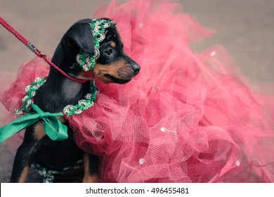 Miniature Pinscher Dog In Pink Tutu Costume For A Fashion Show
