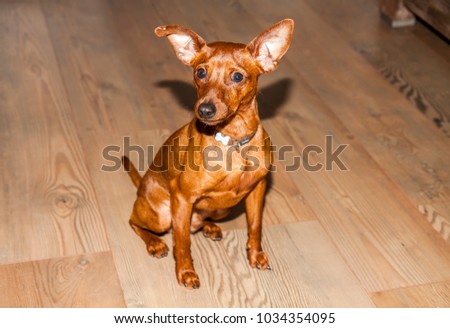Miniature Pinscher looking straight at the camera.