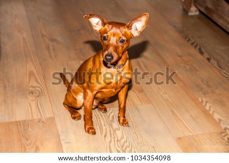 Miniature Pinscher looking straight at the camera.