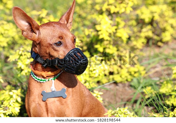 Miniature Pinscher in a muzzle on the background\
of nature. The dog is wearing a muzzle. Portrait. Concept: safety\
and rules of dog\
walking.