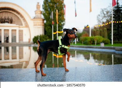 Miniature Pinscher In The Park