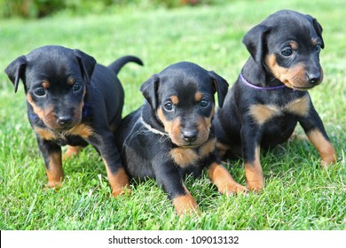 The Miniature Pinscher puppies, 1 months old