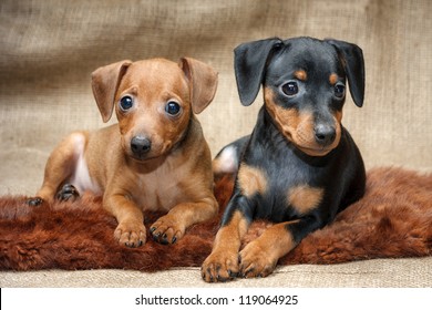 The Miniature Pinscher puppies, 2 months old