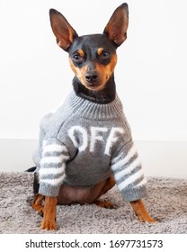 Miniature Pinscher Small Dog Model