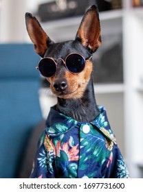 Miniature Pinscher Small Dog Model