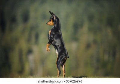 Miniature Pinscher standing straight up with forest in the background