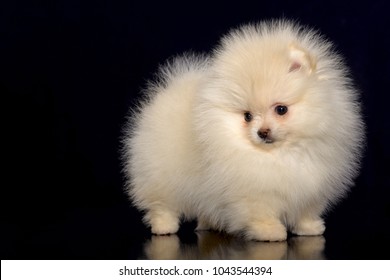 miniature Pomeranian Spitz puppy standing on black background, front view