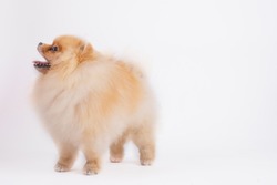 Miniature Pomerenian Spitz Dog. Cute Pomeranian Red Color Dog Isolated On White Background, Studio Shot. 