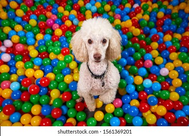 Miniature Poodle - Dog In A Colourful Ball Pool