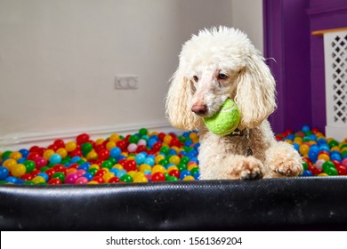 Miniature Poodle - Dog In A Colourful Ball Pool