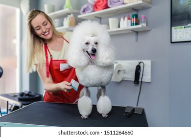 Miniature Poodle At Grooming Salon.