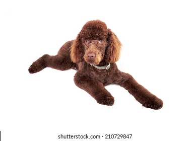 Miniature Poodle lying down isolated on a white background.