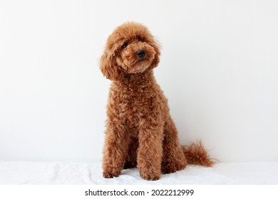 A miniature poodle of red brown color, trimmed in an Asian style, sits on a white background with his head tilted to the side. The concept of grooming dogs