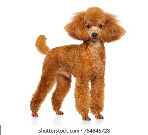 poodle small