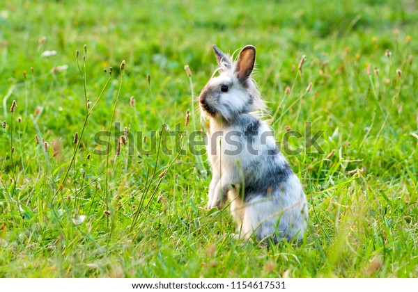 a\
miniature rabbit standing on hind legs in the\
grass