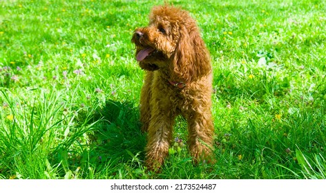 Miniature Red Poodle On The Green Lawn . Home Pet. Wide Photo.