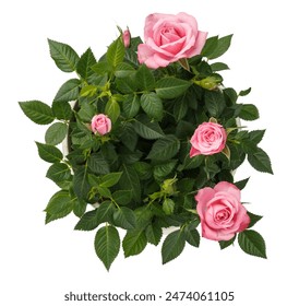 Miniature Rose house plant in flower pot. Top view. Rose on white. - Powered by Shutterstock