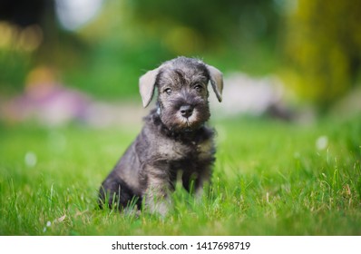 Miniature salt and pepper schnauzer puppy portrait - Shutterstock ID 1417698719