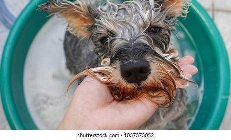 Miniature Schnauzer After Taking A Bath 