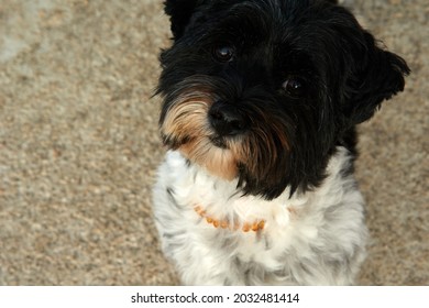 Miniature schnauzer dog with adorable brown eyes, posing. High quality photo