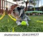 Miniature schnauzer dog with a ball