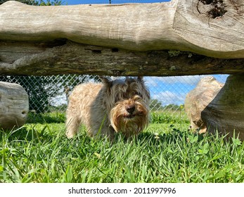 Miniature Schnauzer Dog Hiding And Playing Outside Under Log In The Green Grass 