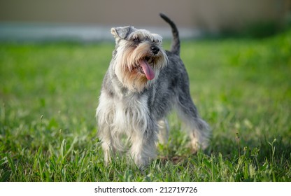 miniature schnauzer dog outdoor portrait