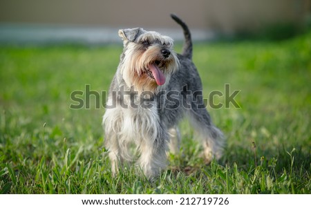 miniature schnauzer dog outdoor portrait