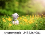 Miniature Schnauzer dog sitting in a field of dandelions, springtime.