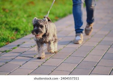 A miniature schnauzer dog is walking in the park with his owner.