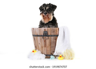 Miniature Schnauzer Dog Washing Bath Isolated On White