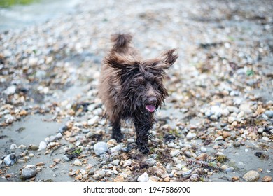 Miniature Schnauzer On The Beach