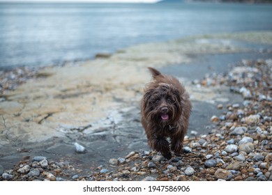 Miniature Schnauzer On The Beach