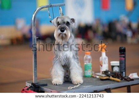 A miniature schnauzer on a dog grooming table next to cosmetics and grooming tools is out of focus.