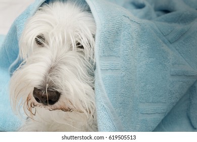 Miniature Schnauzer On Street Stock Photo 619505513 | Shutterstock