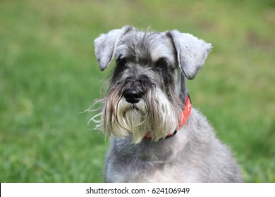 Miniature Schnauzer On Walk Stock Photo 624106949 | Shutterstock