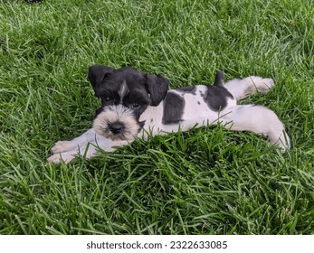Miniature schnauzer parti puppy chillaxin 