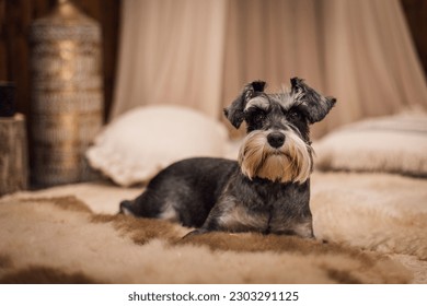 Miniature Schnauzer potrait of mixed dog, she is a very smart puppy.