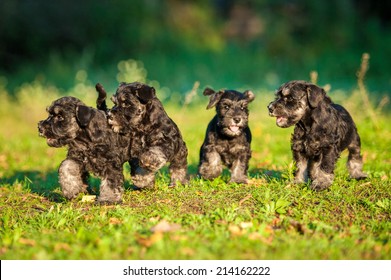 Miniature Schnauzer Puppies Running