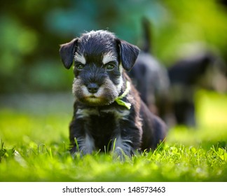 Miniature Schnauzer Puppy In A Green Grass