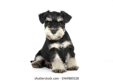 Miniature Schnauzer Puppy Isolated On White 