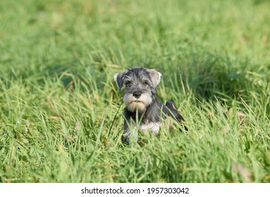 Miniature Schnauzer Puppy On The Lawn